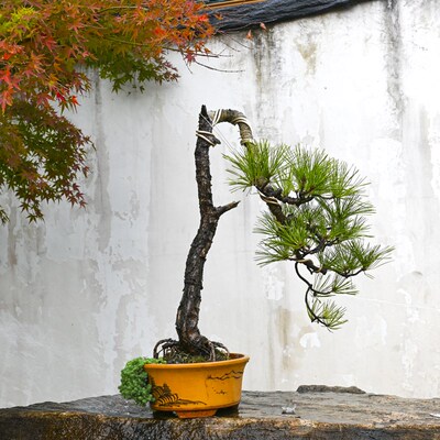 孤品曲干黄山松造型盆景老桩庭院别墅怪桩迎客松真树办公园区摆放