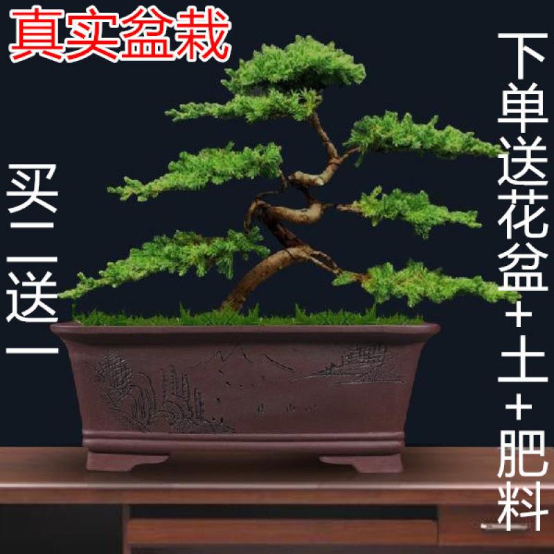 迎客松室内外盆栽盆景绿植花卉地柏松柏耐活四季常青造型