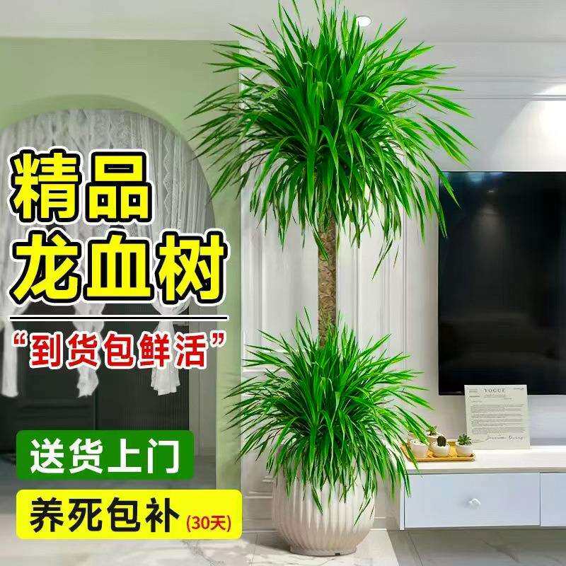 龙血树客厅绿植龙须树盆栽室内大型招财树植物吸甲醛四季好养盆景