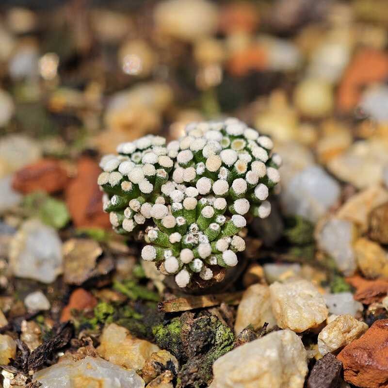 自根松针牡丹仙人球o海葵款多肉植物乳突球粉花易开花室内阳台好