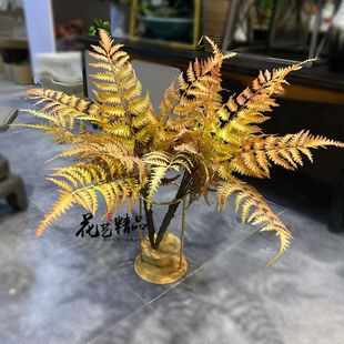 蕨树猴毛蕨凤尾蕨羊齿蕨波斯草排草地被植物绿植盆景造景插花