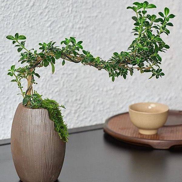 金边六月雪悬崖造型小盆栽植物办公桌面摆件室内开花盆栽盆景,鲜花速递/花卉仿真/绿植园艺,造型盆景,淘宝优惠券,粉丝福利购,淘宝优惠卷