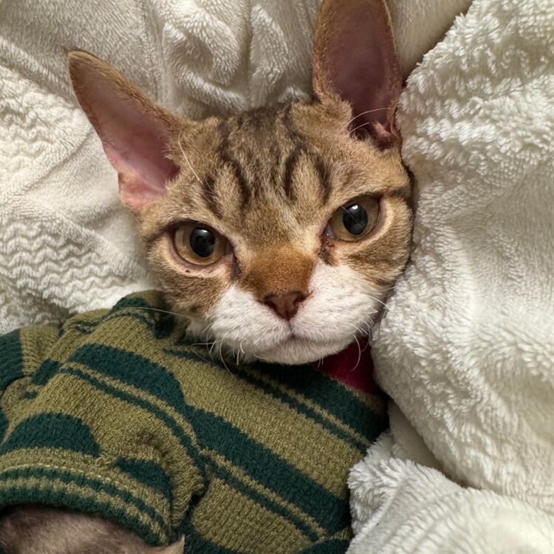 毛猫两脚衣幼猫背心无2025衣服新款布偶春夏季蓝猫条纹猫咪可爱猫