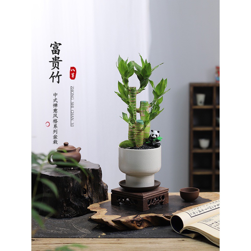 富贵竹盆栽绿植客厅常青