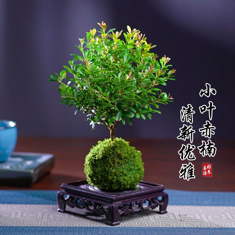 水培苔藓球小叶赤楠盆景