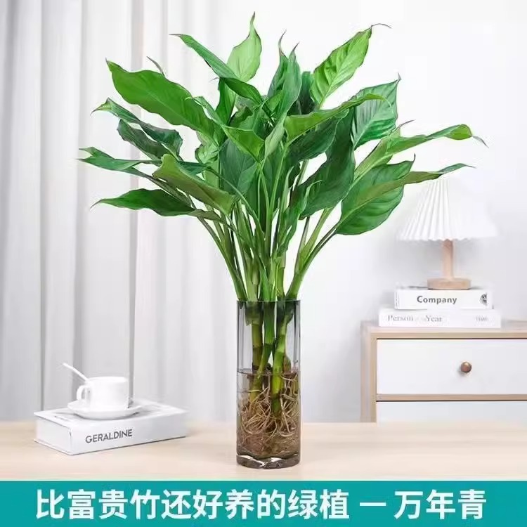 水培大叶万年青盆栽绿植