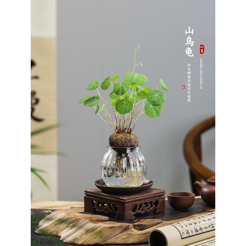 水养山乌龟绿植盆栽净化空气