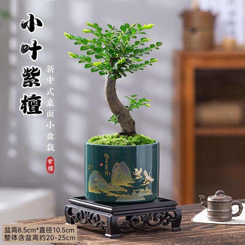 小叶子紫檀老桩黑骨茶盆栽办公室内禅意好养四季常青绿植物微盆景