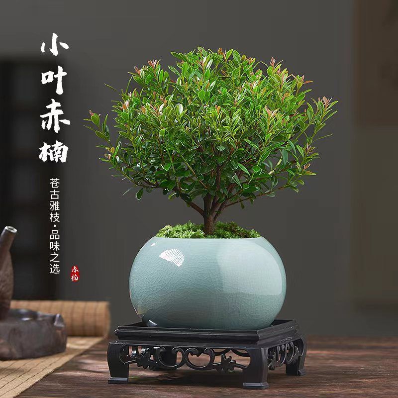小叶赤楠老桩盆栽盆景植物室内花卉办公室桌面小绿植好养四季
