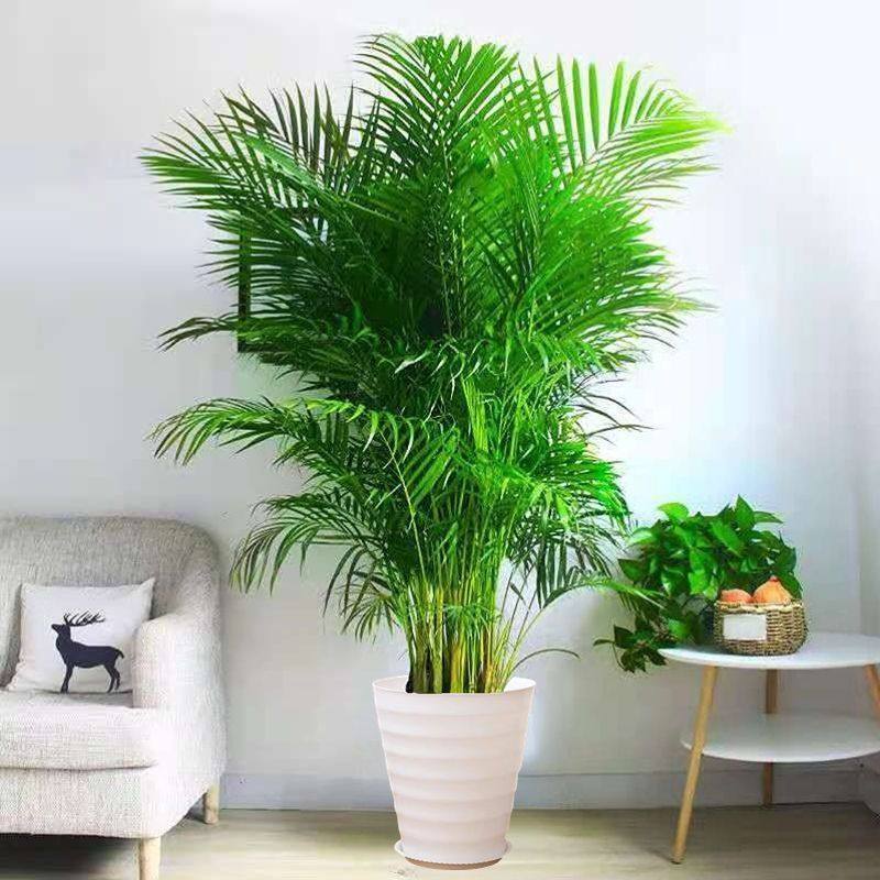 散尾葵大型盆栽净化空气办公室大植物室内客厅凤尾竹绿植好养易活,鲜花速递/花卉仿真/绿植园艺,大型绿植/成品组合盆栽,淘宝优惠券,粉丝福利购,淘宝优惠卷