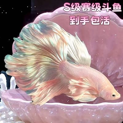 泰国赛级懒人斗鱼仙女宠物婚纱纯白超美半月热带观赏鱼好养耐活