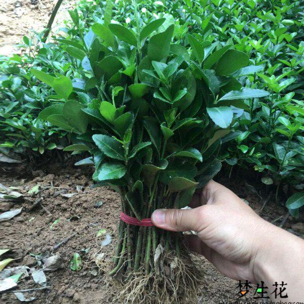 苗绿化年冬青苗苗法国冬青庭院万木树苗室外青四季常青树苗