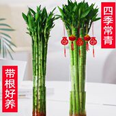 根支文昌节节带富贵水养室内竹龙竹高水培植物客厅4植物转运竹