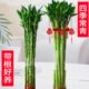 根支文昌节节带富贵水养室内竹龙竹高水培植物客厅4植物转运竹