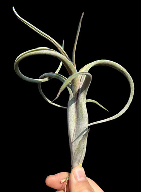 花中花空气凤梨无土j植物T. intermedia室内卷叶绿植禅意桌面盆景