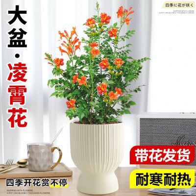 凌霄花盆栽耐寒耐热爬藤植物室内外大苗老桩好养四季开花净化空气