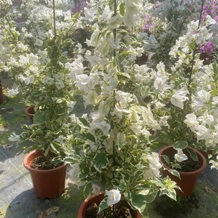 银边白 三角梅勤花品种 四季开花白色花朵银色叶边 带盆载好带花