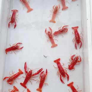 观赏佛罗里达蓝鳌橘鳌虾宠物