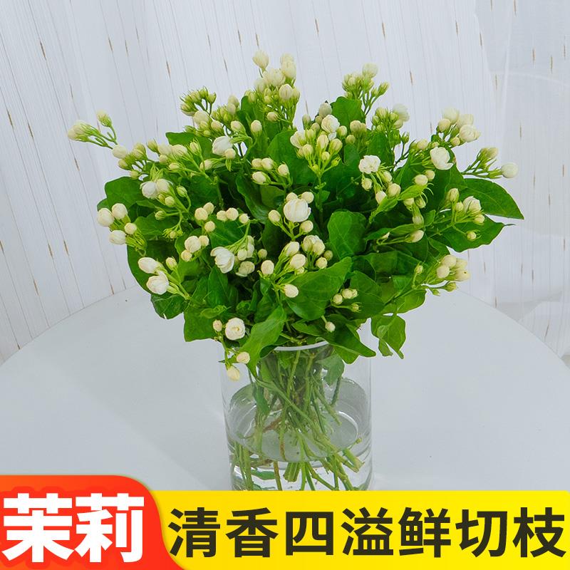 茉莉花清香型鲜花云南基地直发鲜切花家用水养玫瑰搭配清新典雅