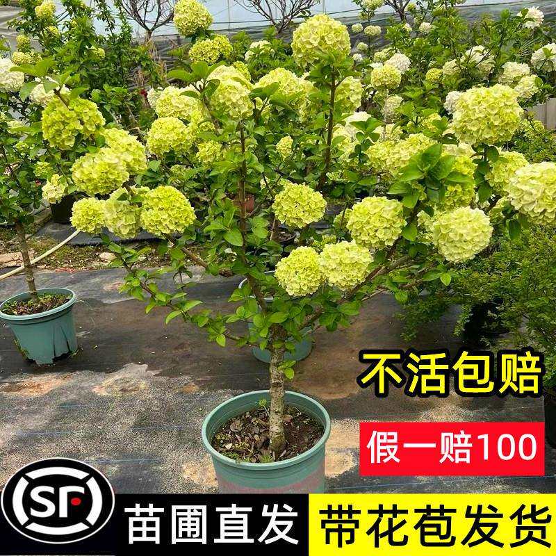 中华木绣球大花斗球欧洲玫瑰木绣球白麻球苗别墅耐寒耐热风景树园