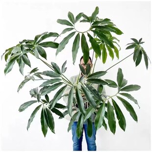 印第安羽毛蔓绿绒室内客厅好养耐阴大型绿植花卉净化空气稀有盆栽