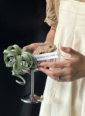 植物私生活 花卷空气凤梨小众高级感办公桌餐桌懒人送人礼物植物