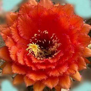 对橙 威尔刚 柱仙人球毛无根侧芽多肉植物版包复色花大花