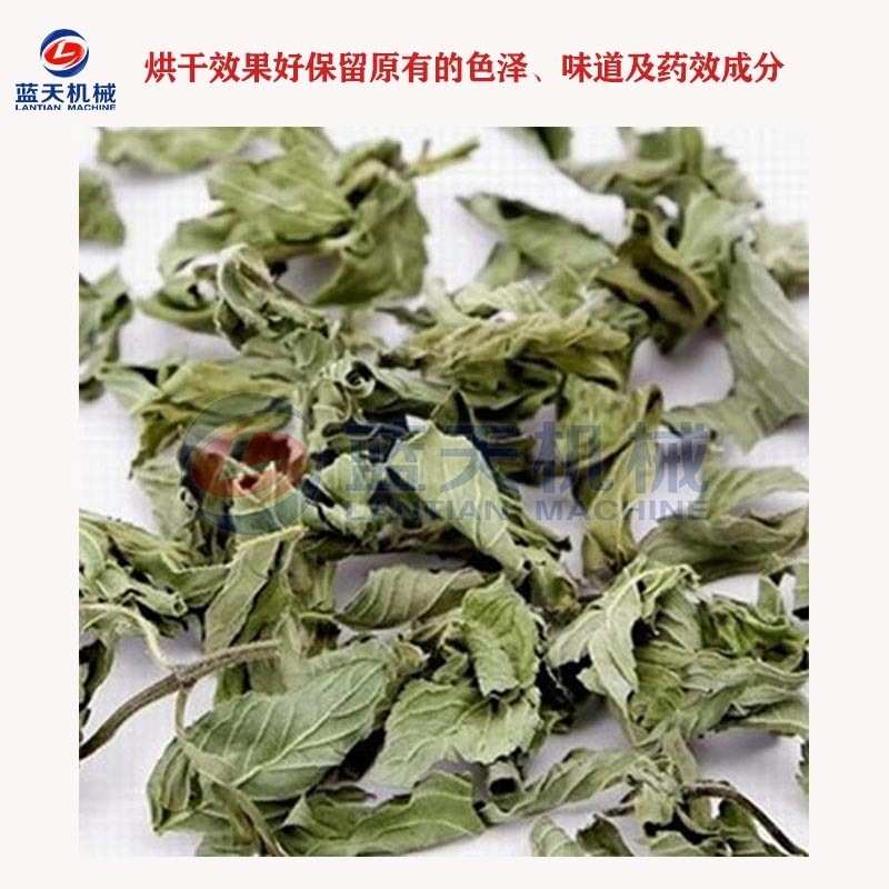 全自动薄荷烘干机 小型商用野薄荷烘干箱 薄荷叶银丹草烘干机设备
