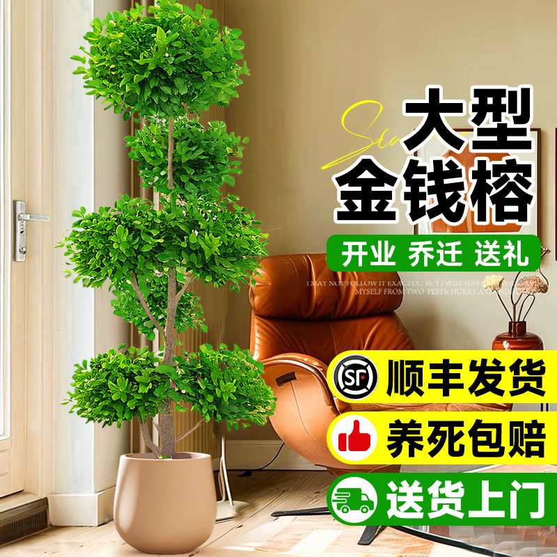 金钱榕大盆栽室内客厅大型绿植摇钱树发财树四季常青落地榕树植物