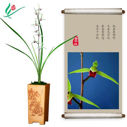 细叶寒兰兰花雪中红浓香花卉盆景盆栽土绿植兰带草植物花苞名贵苗