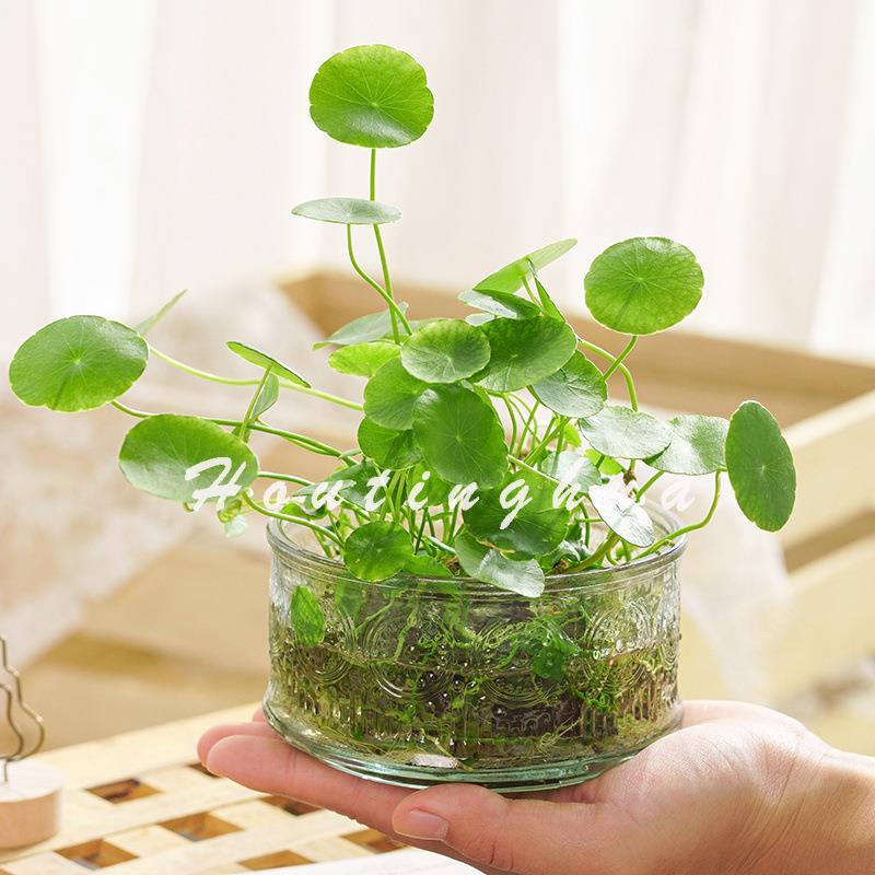 水培花盆铜钱草简约创意玻璃花瓶透明玻璃瓶办公桌植物室内小绿植