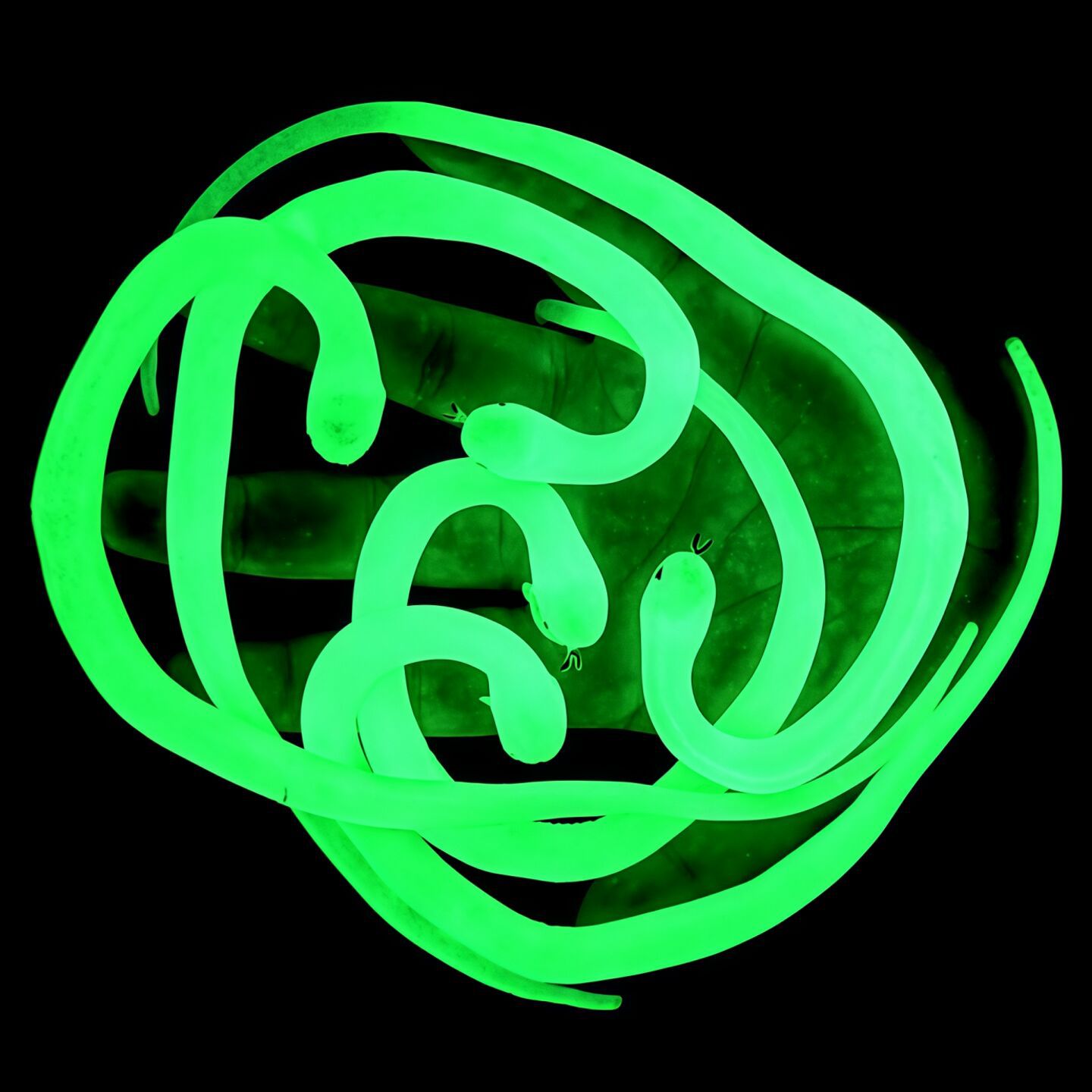 jdxk其他仿真/动物玩偶