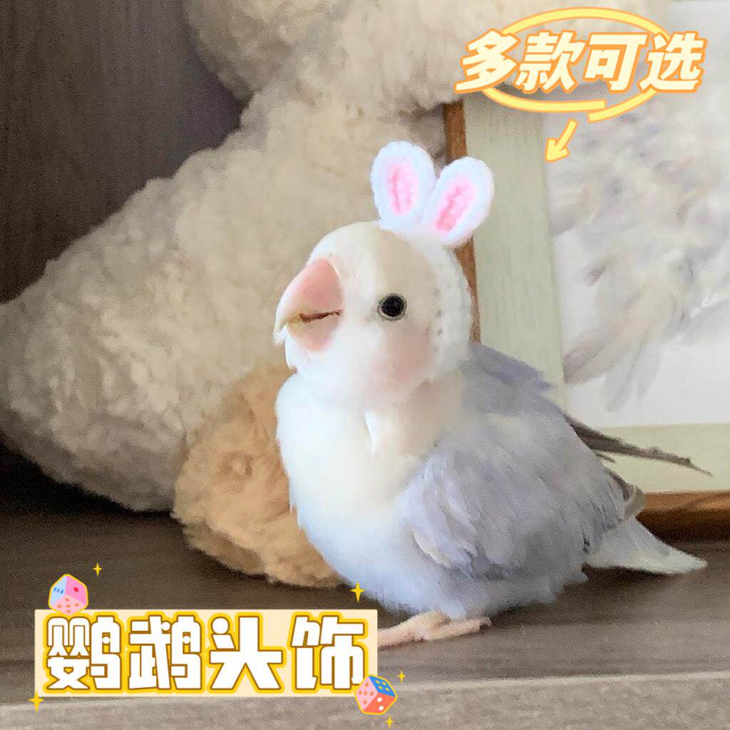 鹦鹉兔耳朵头饰A玄凤牡丹虎皮小太阳针织帽子小型宠物可爱拍照道