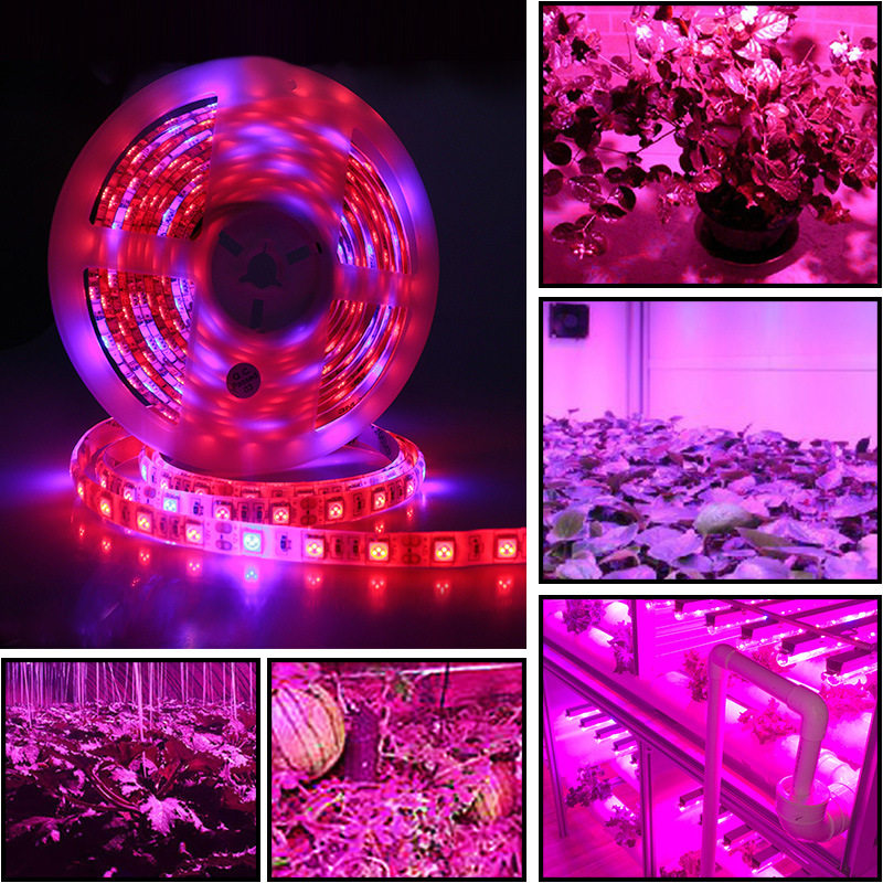 全光谱LED植物生长灯带红蓝图片