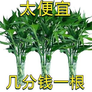 水养植物买五棵十棵富贵竹水培转运竹室内绿植花卉 7天内发货
