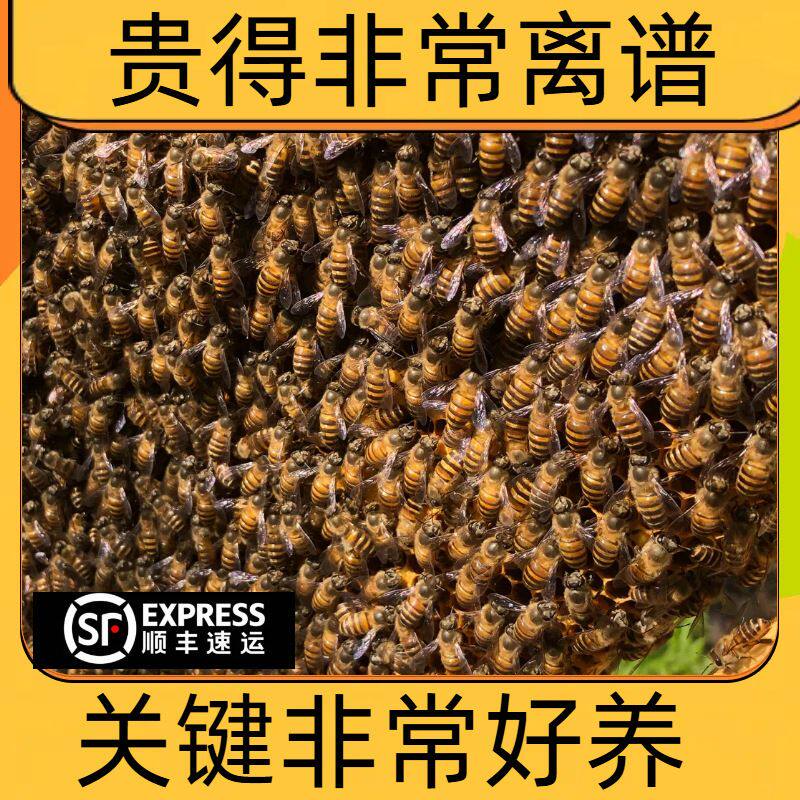 广西蜜蜂活群带王中蜂群群蜜蜂王产土养带蜂箱带子脾活顺丰邮包