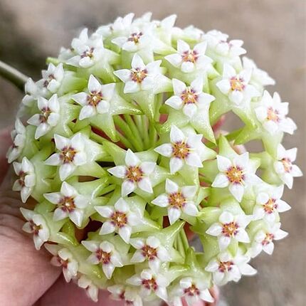羊脂球兰 浓香极易开花品种 耐寒皮实好养