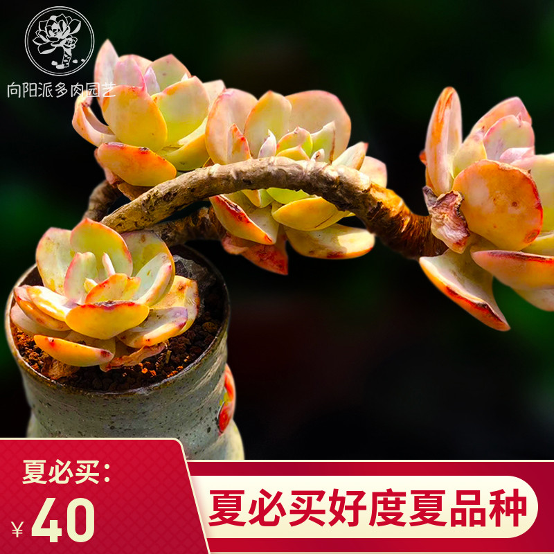 白凤仙气多肉植物造型悬崖w大粗老桩包邮一物一拍向阳派园艺阳台