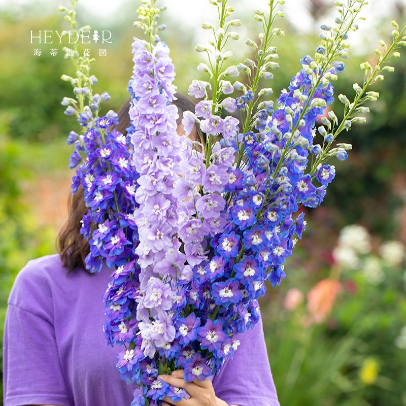 海蒂的花园e旗舰店大花飞燕草花卉盆栽苗好养易种春季开花庭院植