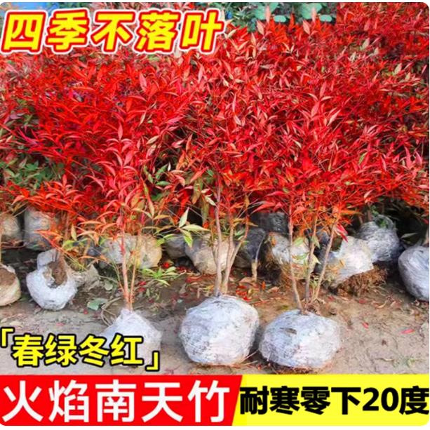 火焰南天竹盆栽地鲜活树苗