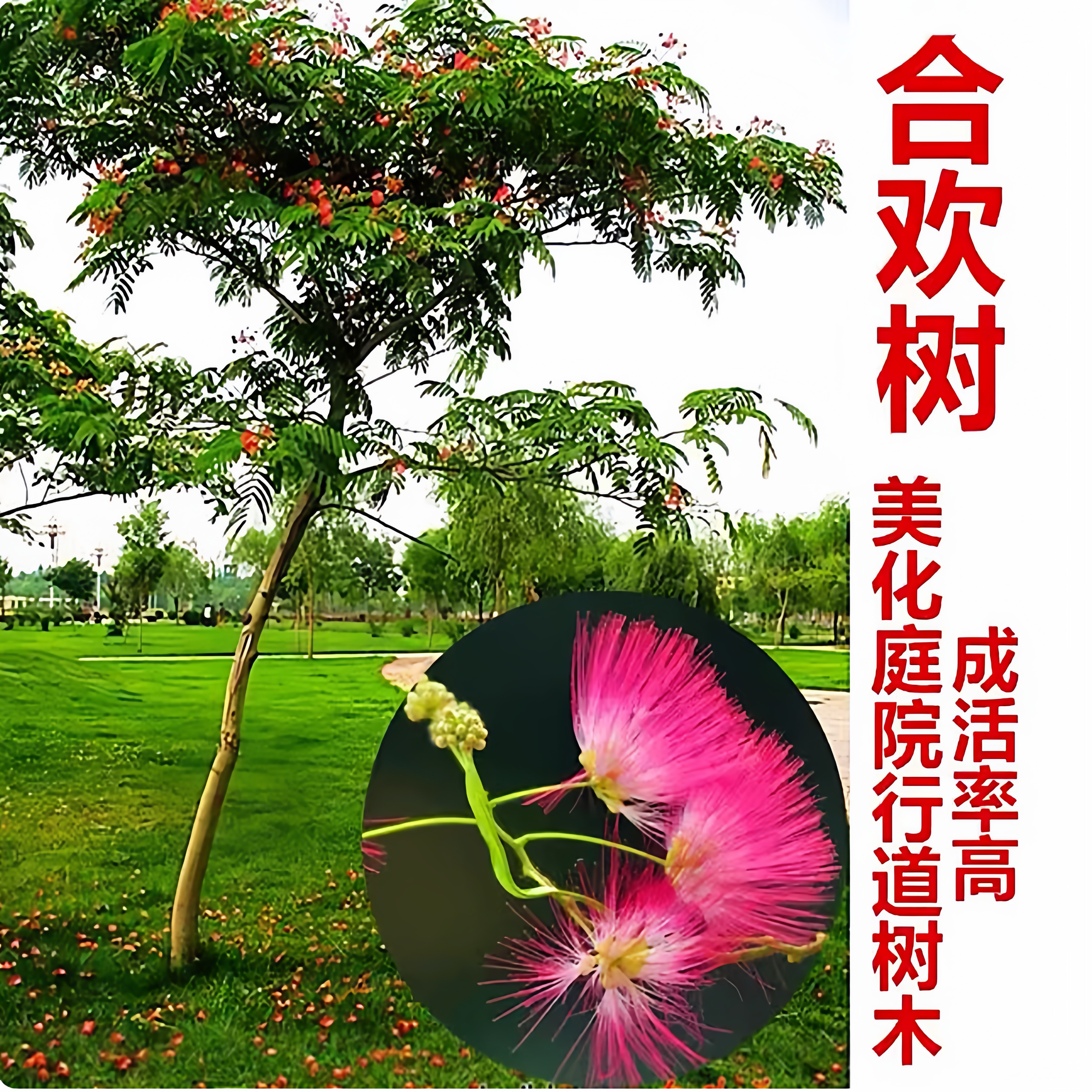 合欢树苗芙蓉花大树苗合欢小苗耐寒地栽盆栽庭院栽种工程绿化树苗