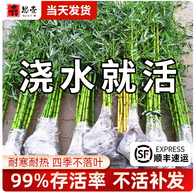 竹子苗庭院室内外观赏盆栽黄金竹罗汉竹紫竹苗毛青竹带土四季包活