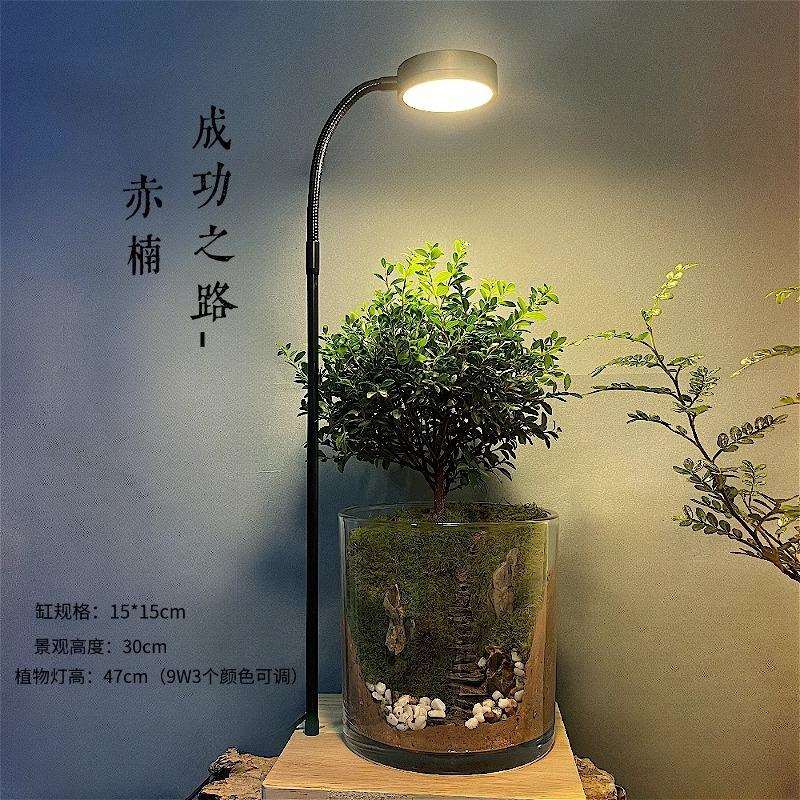 生命之树水陆缸创意桌面苔藓微景观成品盆景好养鲜活绿植生态瓶无