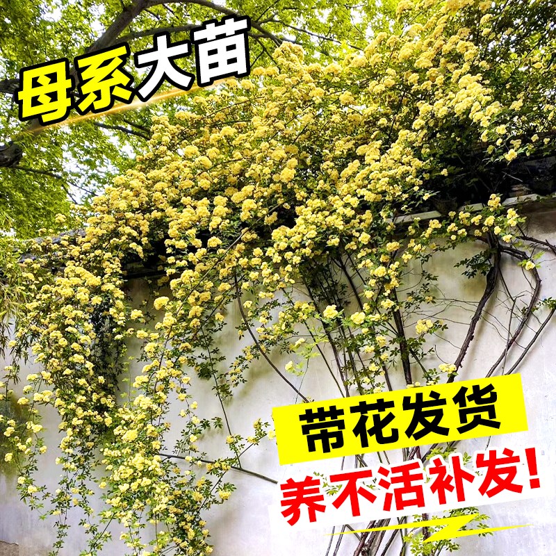 重瓣黄木香爬藤老桩大苗四季开花阳台花卉庭院植物好养红白木香花图片