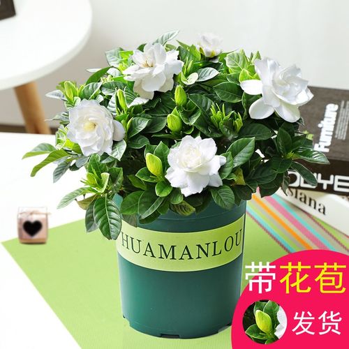 含苞待放很香的!栀子花盆栽树苗植物室内枝枝花四季开花老桩好养