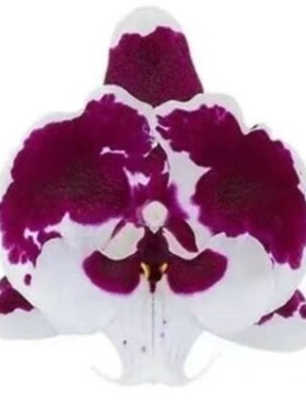 新品稀有品:一千零一夜3.0寸苗子(升杯不久根系还在生长)