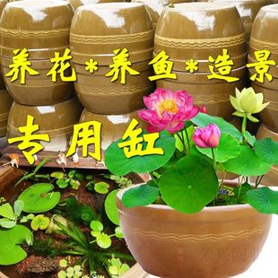 陶瓷养鱼睡莲缸专用缸盆老式水缸庭院储水造景种荷花大口莲瓦