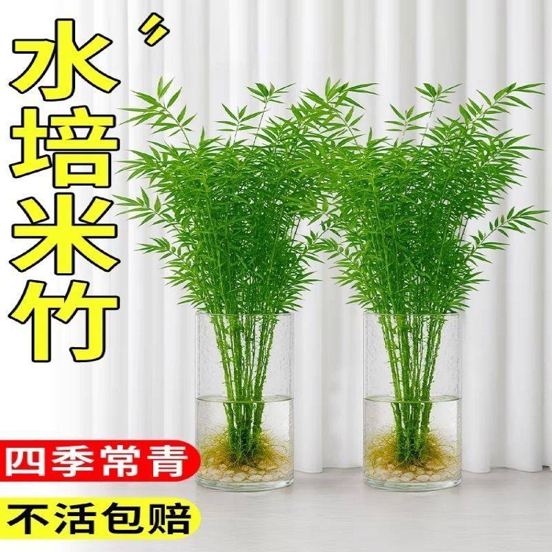 米竹盆栽凤尾竹观音竹懒人桌面装饰四季常青养眼办公室客厅,鲜花速递/花卉仿真/绿植园艺,绿植,淘宝优惠券,粉丝福利购,淘宝优惠卷