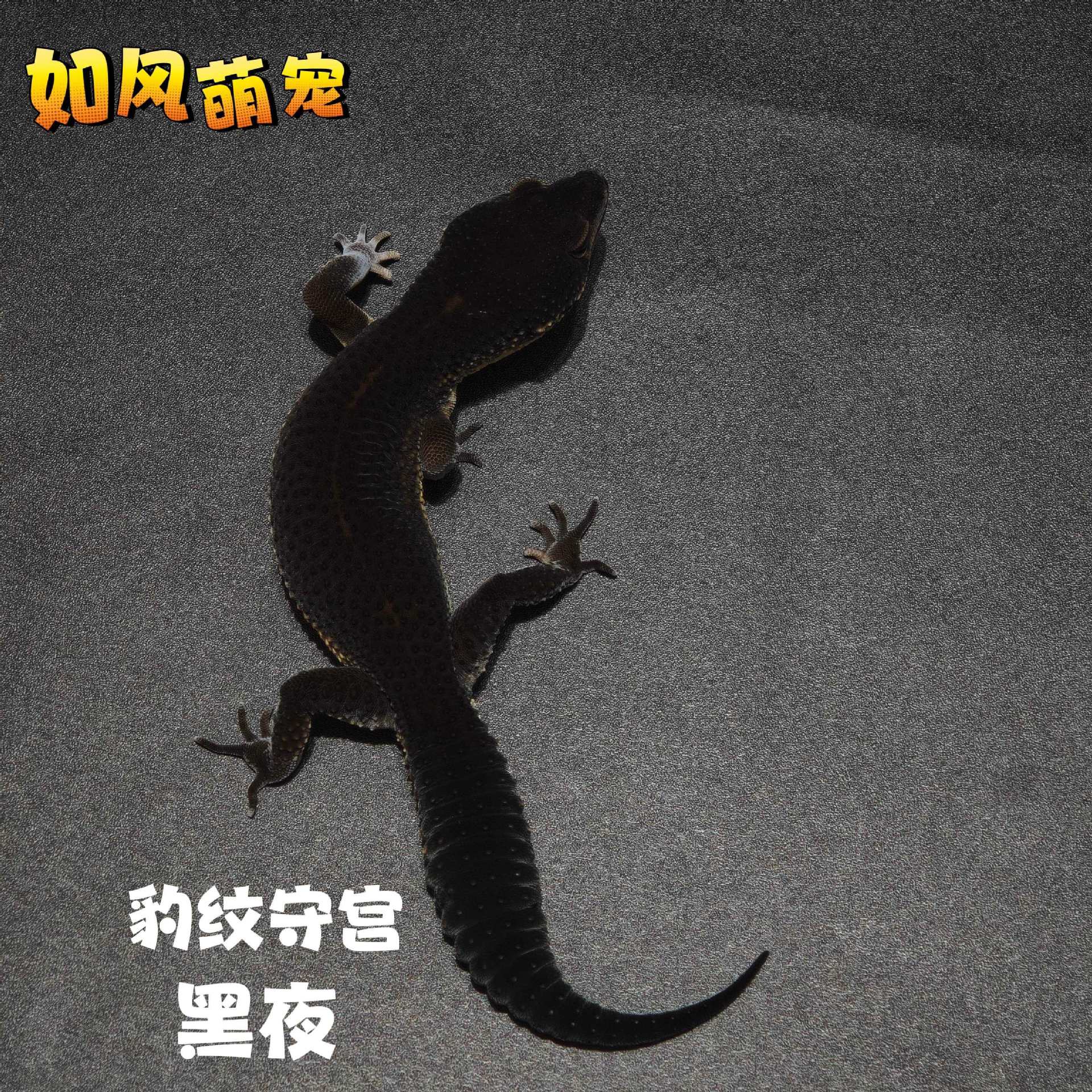 豹纹守宫蜥蜴入门级爬宠好养易活其它园艺用品