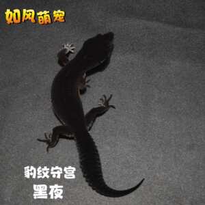 豹纹守宫蜥蜴入门级爬宠好养易活不咬人冷门幼体小火龙宠物懒人宠
